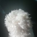 트레벨애견미용 이미지