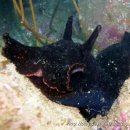 거대 바다 민달팽이 (Giant Sea Slug) 이미지