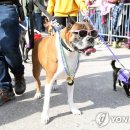 주인 이미지