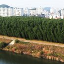 태화강 나룻배 이미지