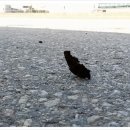 나비카센타 이미지