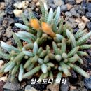 백화 이미지