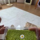컴포즈커피진영여래점 | 🍀 순애씨 6월 일상 (~6/17) | 창원 초계갈비, 후발대, 놀러갈게, 진영 남포통닭, 렌시스 교환 반품 후기