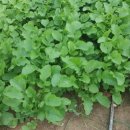 봄·초롱 하우스 이미지