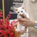 미니펫 강아지분양 고양이분양 강남점 | 일산고양이분양 데본렉스 안전하게 받아요