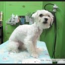 딸기펫살롱 이미지