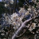 지리산구름정원 이미지