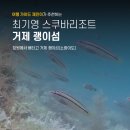 최기영스쿠바리조트 | 창원 최기영 스쿠바리조트에서 거제 괭이섬(소광이도)