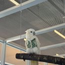 앵무새카페 | 앵무새 카페 버드앓이 후기!🦜