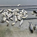 성호좌대 이미지