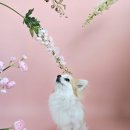 도그루밍 이미지