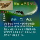 희생제의(犧牲祭儀) 이미지