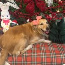 개르띠에 이미지