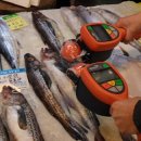 태평양참치 이미지