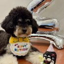 견생개꿀 이미지