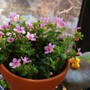 봄마중(2월에는) 이미지