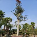 제주하와이 덕수궁 이미지