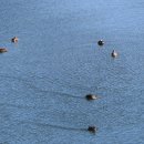 용댕이매운탕 이미지