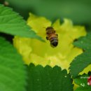 식산봉의 황근자생지 및 상록활엽수림 | 식산봉의 황근자생지 및 상록활엽수림 주변풍경