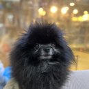 커트1센치 이미지