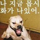 음 Daum카페