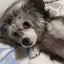 기선목장 | 멜번-시드니행 야간열차에 타라 | XPT 예약팁, 메일예약방법 | 열차 지연 후기