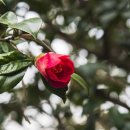 서천 마량리 동백나무 숲 이미지