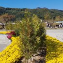 전북 익산 천만송이 국화축제 이미지