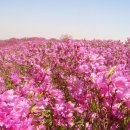 화천초등학교 이미지