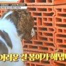 한국특수탐지견센터 이미지