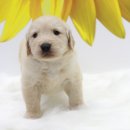 라페스타 동물병원 이미지