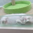 영캣 이미지