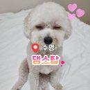 탑 애견 | [댕스탑]수영애견미용 잘하는 곳에서 목욕 대만족 후기