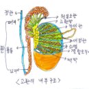지극정성여포