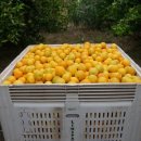 호주 농장 이미지