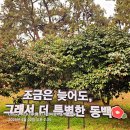 서천 마량리 동백나무 숲 | 서천 마량리 동백나무 숲