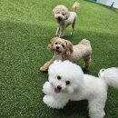 도기야드 | 대구애견호텔 대구 강아지 천국에서의 행복한 시간