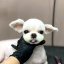 동물에 반하다 동물병원 이미지