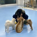 몽글몽글애견유치원 이미지