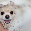 봄날의 댕댕이 이미지