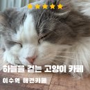 하늘을 걷는 고양이 카페 | [이수역 애견카페] 하늘을 걷는 고양이 카페