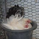 꼬꼬마을 이미지