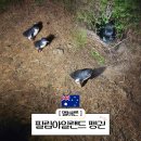 [호주 멜버른] 필립아일랜드 펭귄 퍼레이드 투어 명당 꿀팁 식당
