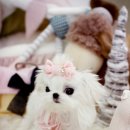 The best puppy 이미지