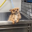 샬롬민박 이미지