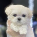 야옹아멍멍해봐(원성점) 이미지