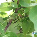 산지약용식물