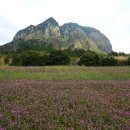 산방산의봄 이미지