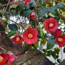 제주 올레길 18코스 이미지