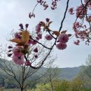 보령무궁화수목원 Daum카페